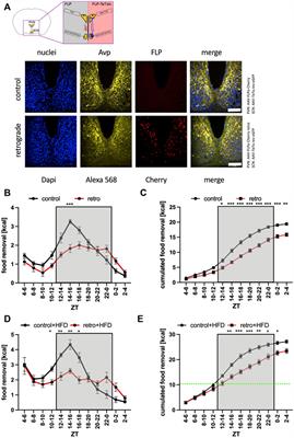 Suprachiasmatic to paraventricular nuclei interaction generates normal food searching rhythms in mice